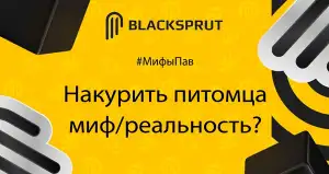 Блэк спрут восстановили